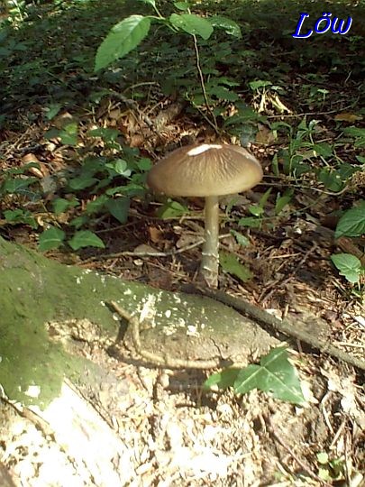 26.6.2023 - Mänchen im Wald